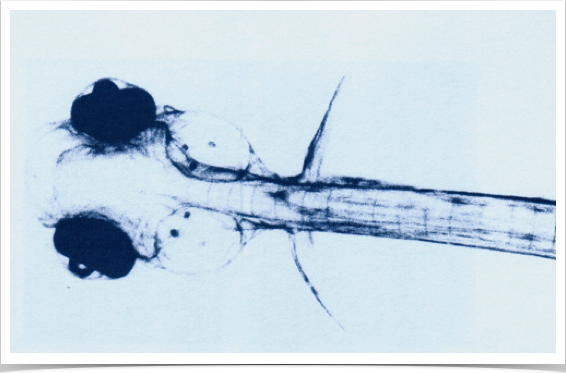 Ventral view of a three-day old sprat larvae - with pigmented eyes and mouth breaking through. Two ototlith pairs (Sagitta & Lapiius) are visible.